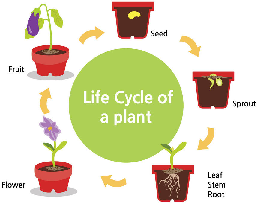 life cycle of a seed plant life cycle of a seed plant